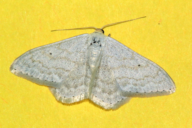 Aiuto id. Geometridae - Scopula incanata